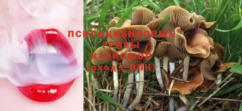 цены   hydra ссылки  Псилоцибиновые грибы Psilocybine cubensis  Вилюйск 